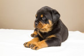 rottweiler-2160308_640
