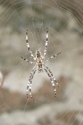 090910b_Orb-weaver_spider_Radnetzspinne