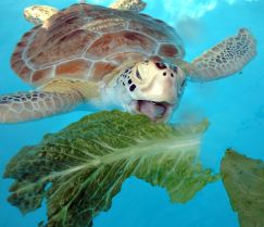 Captain Morgan genießt seinen Salat (c) Turtle Hospital