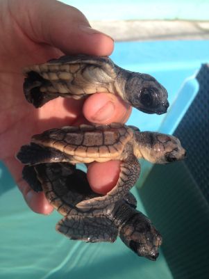 Kleine Meeresschildkröten (c) Turtle Hospital